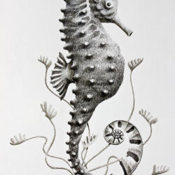 Seahorse Drawing Unique Art