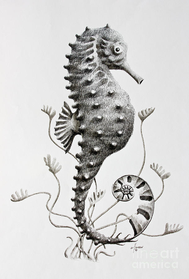 Seahorse Drawing Unique Art