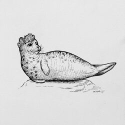 Seal Drawing Amazing Sketch