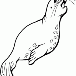 Seal Drawing Art