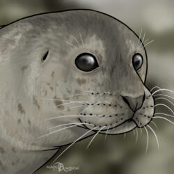 Seal Drawing Fine Art