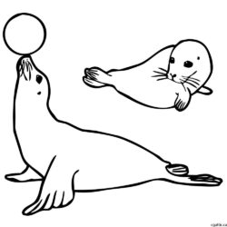 Seal Drawing Hand Drawn