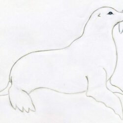 Seal Drawing Hand Drawn Sketch