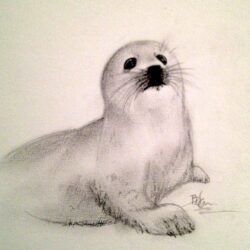 Seal Drawing Intricate Artwork