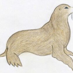 Seal Drawing Photo
