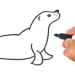 Seal Drawing Picture