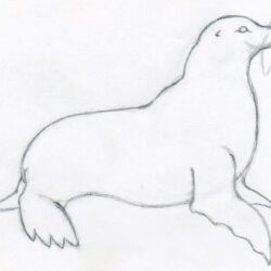 Seal Drawing Realistic Sketch