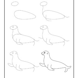 Seal Drawing Stunning Sketch