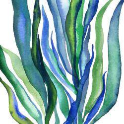 Seaweed Drawing