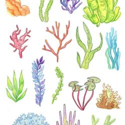 Seaweed Drawing Image