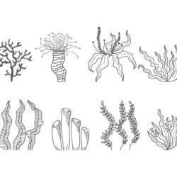 Seaweed Drawing Photo