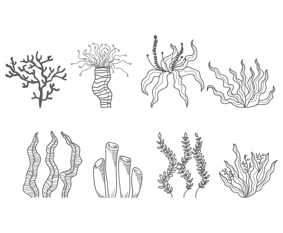 Seaweed Drawing Photo