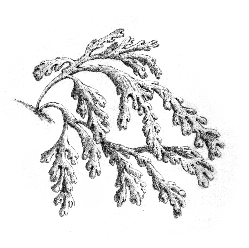 Seaweed Drawing Unique Art