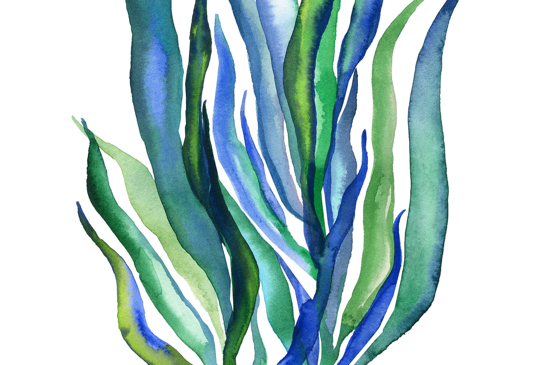 Seaweed Drawing