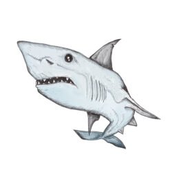 Shark Drawing