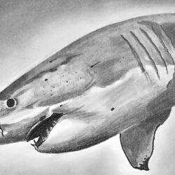 Shark Drawing Amazing Sketch