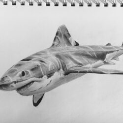 Shark Drawing Art