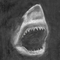 Shark Drawing Creative Style