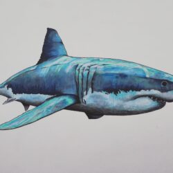 Shark Drawing Detailed Sketch