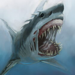 Shark Drawing Fine Art