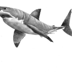 Shark Drawing Hand Drawn Sketch