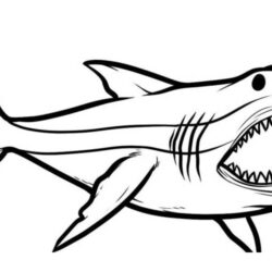 Shark Drawing Intricate Artwork