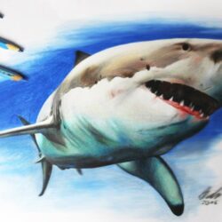 Shark Drawing Photo