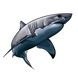 Shark Drawing Picture