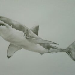 Shark Drawing Realistic Sketch