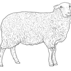 Sheep Drawing