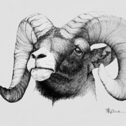 Sheep Drawing Amazing Sketch