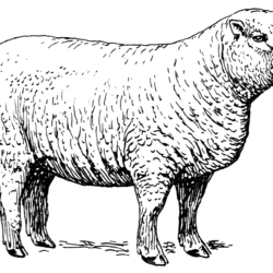 Sheep Drawing Creative Style