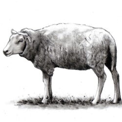 Sheep Drawing Detailed Sketch