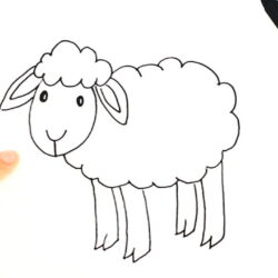 Sheep Drawing Fine Art