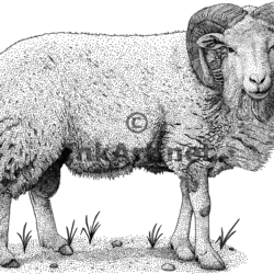 Sheep Drawing Image