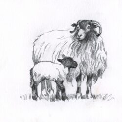 Sheep Drawing Picture