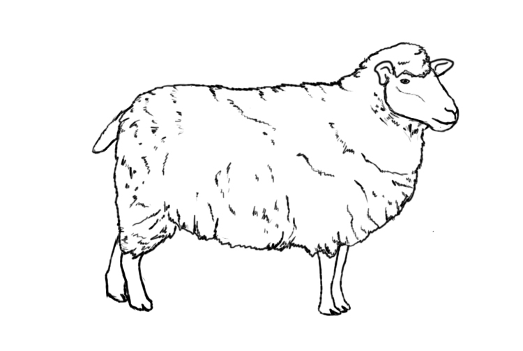 Sheep Drawing Stunning Sketch