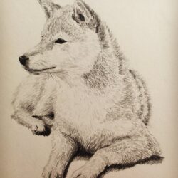 Shiba Inu Drawing Amazing Sketch