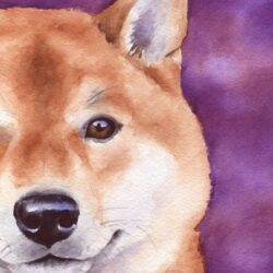 Shiba Inu Drawing Detailed Sketch