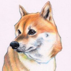 Shiba Inu Drawing Intricate Artwork