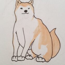 Shiba Inu Drawing Photo