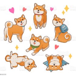 Shiba Inu Drawing Sketch