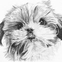 Shih Tzu Drawing