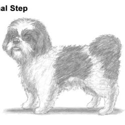 Shih Tzu Drawing Amazing Sketch