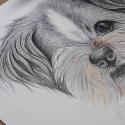 Shih Tzu Drawing Art