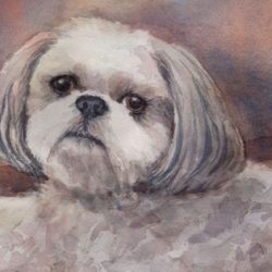 Shih Tzu Drawing Artistic Sketching