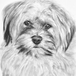 Shih Tzu Drawing Detailed Sketch