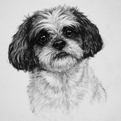 Shih Tzu Drawing Fine Art