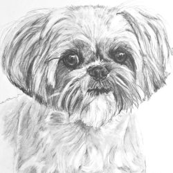 Shih Tzu Drawing Hand drawn