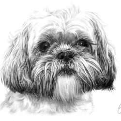 Shih Tzu Drawing Image